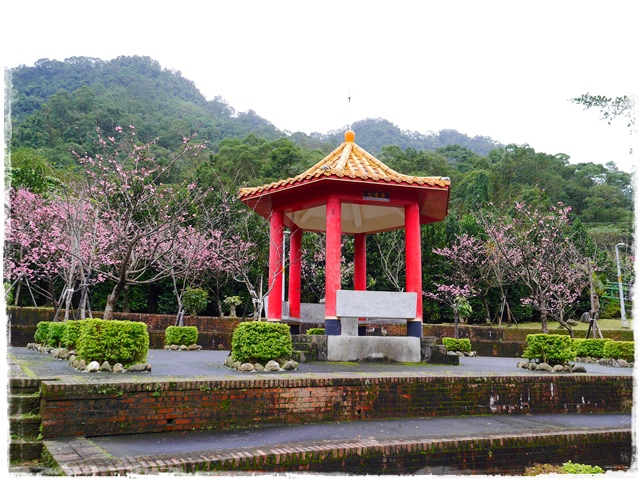 新店櫻花公園屈尺公園寒櫻花況 新店櫻花公園屈尺公園寒櫻花況