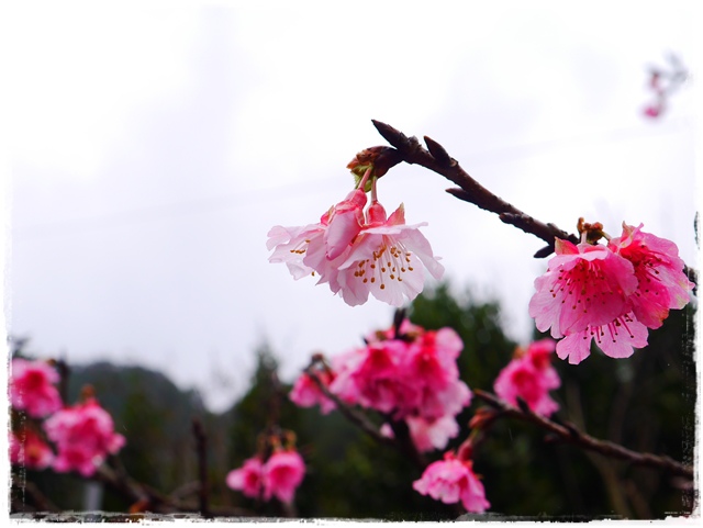 新店櫻花公園屈尺公園寒櫻花況 新店櫻花公園屈尺公園寒櫻花況