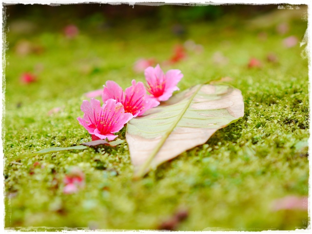 新店櫻花公園屈尺公園寒櫻花況 新店櫻花公園屈尺公園寒櫻花況