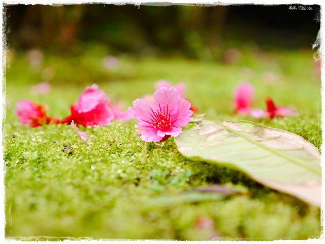 新店櫻花公園屈尺公園寒櫻花況 新店櫻花公園屈尺公園寒櫻花況