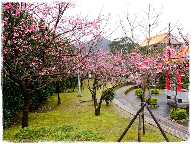 新店櫻花公園屈尺公園寒櫻花況 新店櫻花公園屈尺公園寒櫻花況