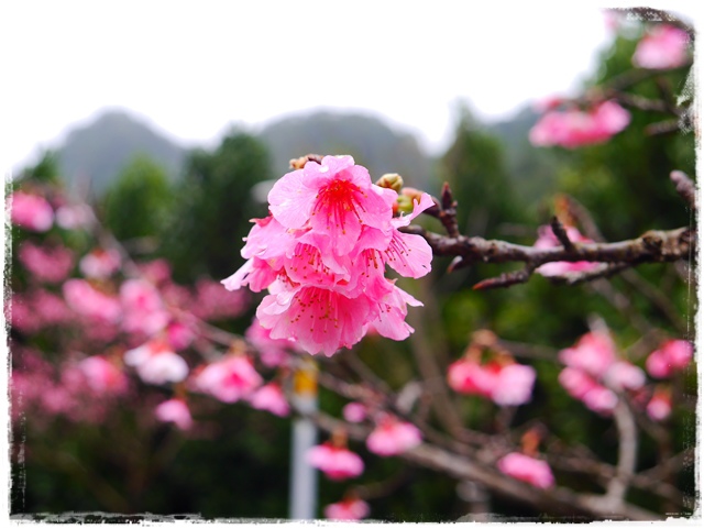 新店櫻花公園屈尺公園寒櫻花況 新店櫻花公園屈尺公園寒櫻花況