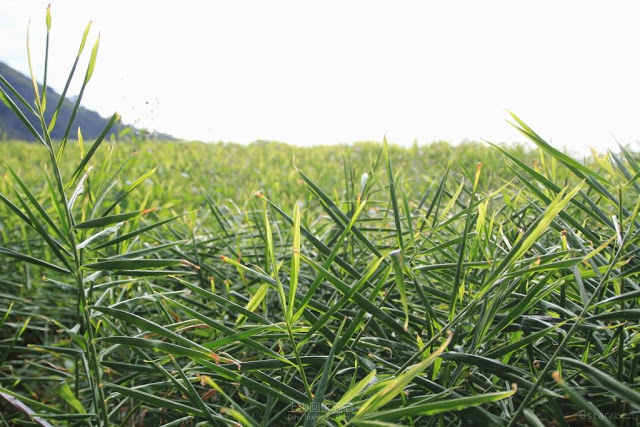 上山回家旅宿-11