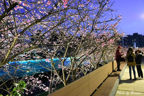 0131 1-樂活櫻花17.jpg