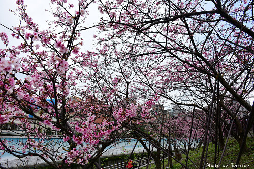 0205 樂活寒櫻07