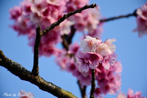 0131 1-樂活櫻花02.jpg