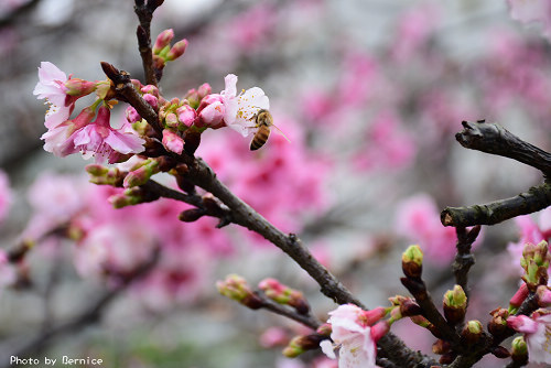 0205 樂活寒櫻10