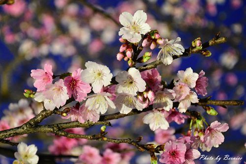 0131 1-樂活櫻花16.jpg