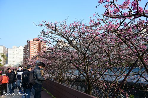 0131 1-樂活櫻花03.jpg