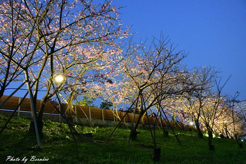 0131 1-樂活櫻花15.jpg
