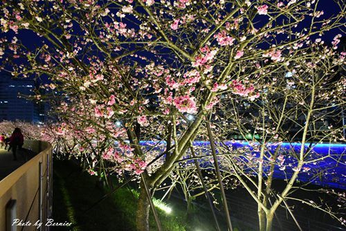 0131 1-樂活櫻花18.jpg