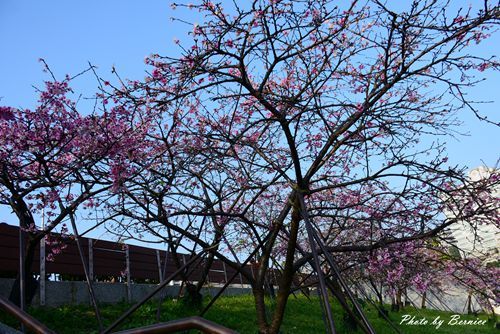 0131 1-樂活櫻花06.jpg
