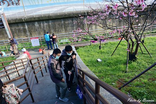 0131 1-樂活櫻花05.jpg
