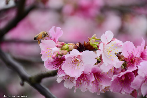 0205 樂活寒櫻03