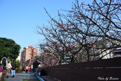 0131 1-樂活櫻花01.jpg