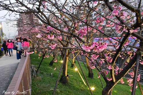 0131 1-樂活櫻花12.jpg