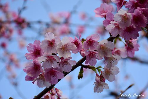 0131 1-樂活櫻花07.jpg