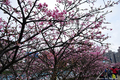 0205 樂活寒櫻08