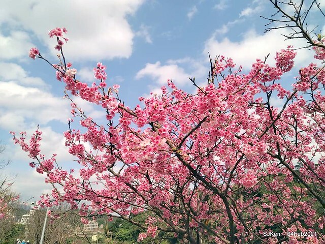 Cherry blossoms at 東湖樂活公園, Taipei, Taiwan,SJKen, Feb 4, 2021.