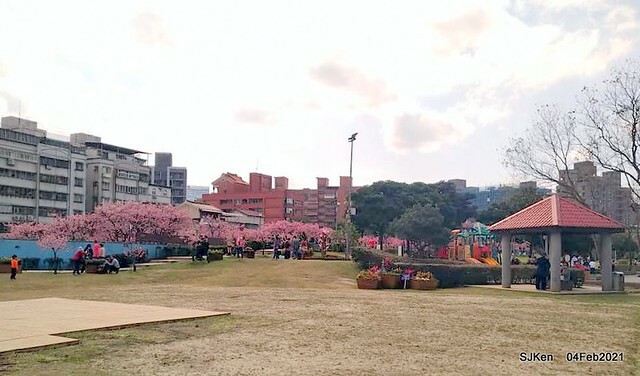Cherry blossoms at 東湖樂活公園, Taipei, Taiwan,SJKen, Feb 4, 2021.