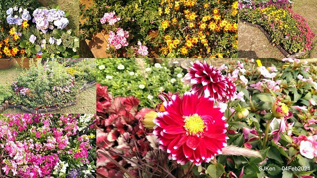 Cherry blossoms at 東湖樂活公園, Taipei, Taiwan,SJKen, Feb 4, 2021.