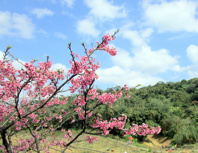 Cherry blossoms at 東湖樂活公園, Taipei, Taiwan,SJKen, Feb 4, 2021.