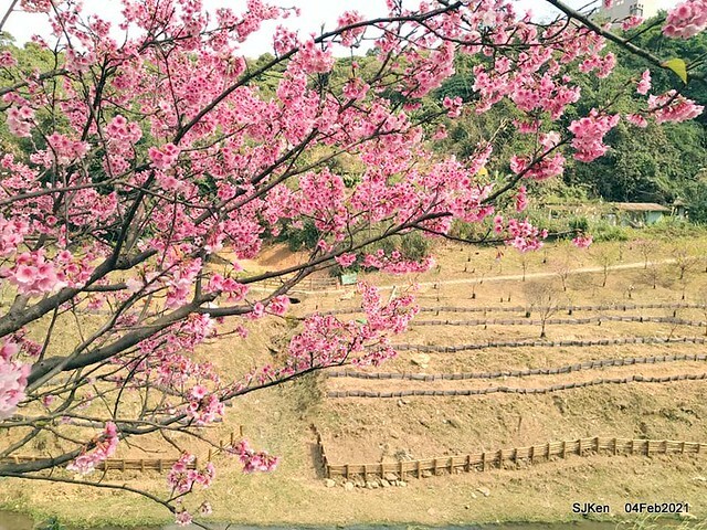 Cherry blossoms at 東湖樂活公園, Taipei, Taiwan,SJKen, Feb 4, 2021.