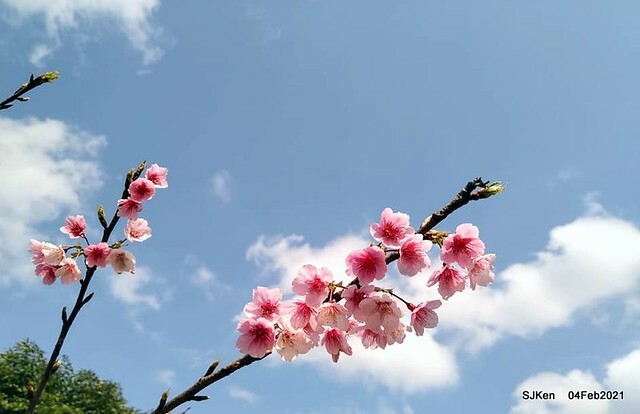 Cherry blossoms at 東湖樂活公園, Taipei, Taiwan,SJKen, Feb 4, 2021.