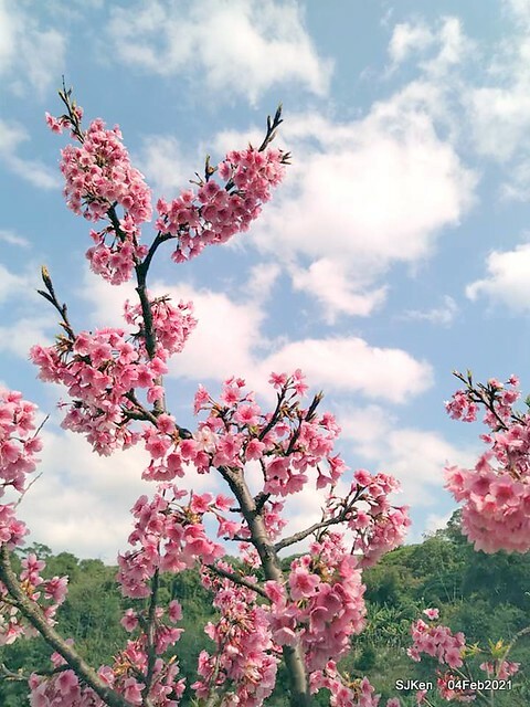 Cherry blossoms at 東湖樂活公園, Taipei, Taiwan,SJKen, Feb 4, 2021.
