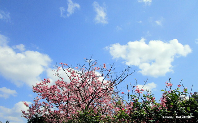 Cherry blossoms at 東湖樂活公園, Taipei, Taiwan,SJKen, Feb 4, 2021.