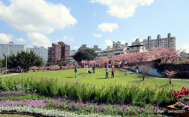 Cherry blossoms at 東湖樂活公園, Taipei, Taiwan,SJKen, Feb 4, 2021.