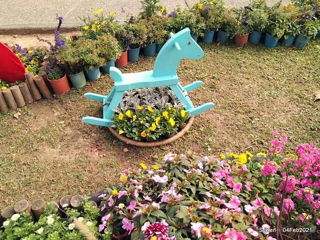 Cherry blossoms at 東湖樂活公園, Taipei, Taiwan,SJKen, Feb 4, 2021.