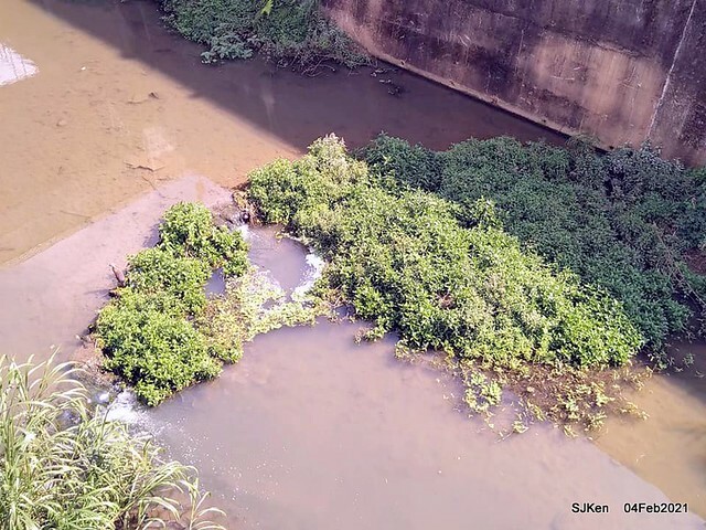 Cherry blossoms at 東湖樂活公園, Taipei, Taiwan,SJKen, Feb 4, 2021.