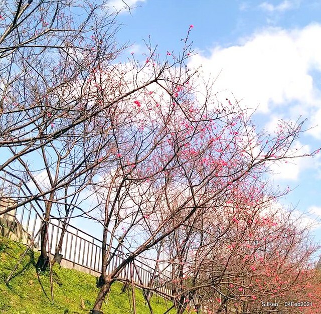 Cherry blossoms at 東湖樂活公園, Taipei, Taiwan,SJKen, Feb 4, 2021.