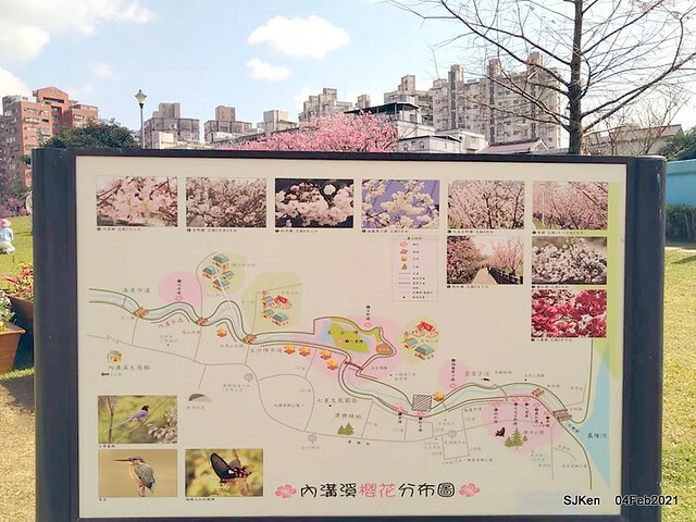 Cherry blossoms at 東湖樂活公園, Taipei, Taiwan,SJKen, Feb 4, 2021.