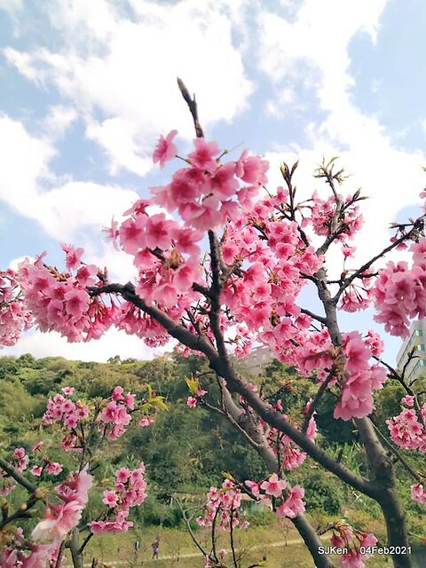 Cherry blossoms at 東湖樂活公園, Taipei, Taiwan,SJKen, Feb 4, 2021.