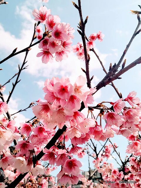 Cherry blossoms at 東湖樂活公園, Taipei, Taiwan,SJKen, Feb 4, 2021.