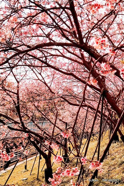 Cherry blossoms at 東湖樂活公園, Taipei, Taiwan,SJKen, Feb 4, 2021.