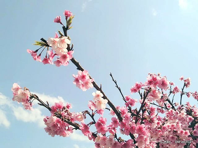 Cherry blossoms at 東湖樂活公園, Taipei, Taiwan,SJKen, Feb 4, 2021.