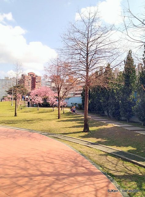 Cherry blossoms at 東湖樂活公園, Taipei, Taiwan,SJKen, Feb 4, 2021.