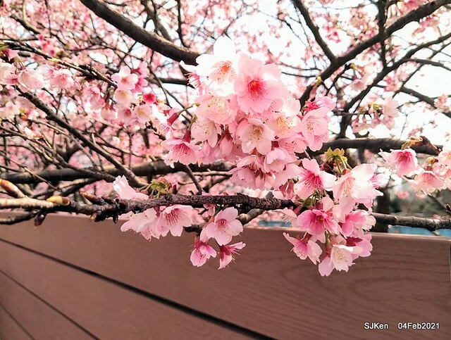 Cherry blossoms at 東湖樂活公園, Taipei, Taiwan,SJKen, Feb 4, 2021.