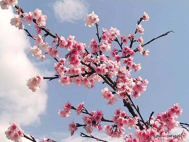 Cherry blossoms at 東湖樂活公園, Taipei, Taiwan,SJKen, Feb 4, 2021.