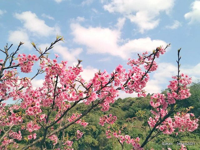 Cherry blossoms at 東湖樂活公園, Taipei, Taiwan,SJKen, Feb 4, 2021.