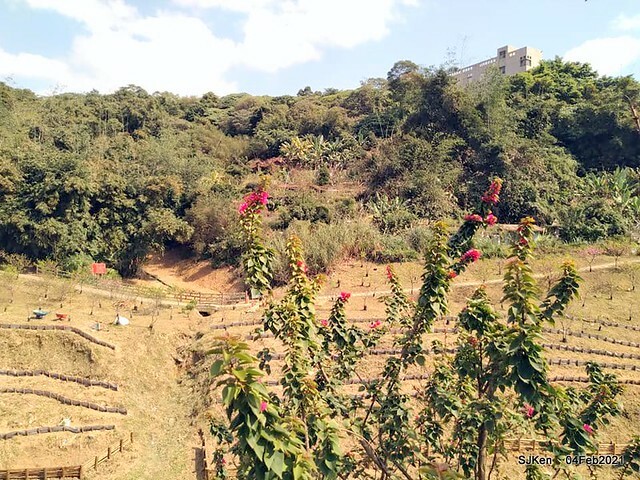 Cherry blossoms at 東湖樂活公園, Taipei, Taiwan,SJKen, Feb 4, 2021.