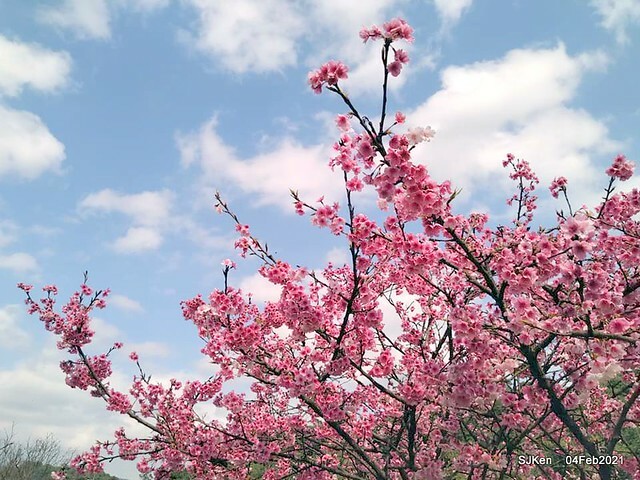 Cherry blossoms at 東湖樂活公園, Taipei, Taiwan,SJKen, Feb 4, 2021.