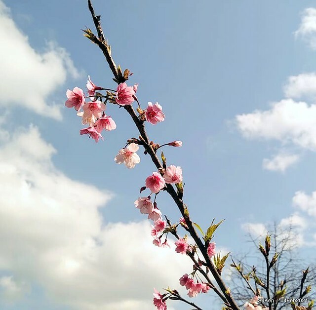 Cherry blossoms at 東湖樂活公園, Taipei, Taiwan,SJKen, Feb 4, 2021.