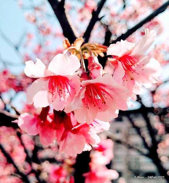 Cherry blossoms at 東湖樂活公園, Taipei, Taiwan,SJKen, Feb 4, 2021.