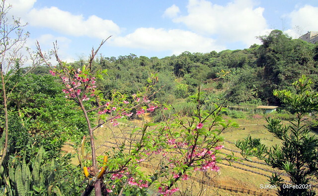 Cherry blossoms at 東湖樂活公園, Taipei, Taiwan,SJKen, Feb 4, 2021.