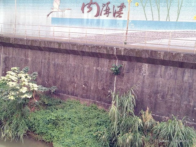 Cherry blossoms at 東湖樂活公園, Taipei, Taiwan,SJKen, Feb 4, 2021.