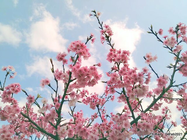 Cherry blossoms at 東湖樂活公園, Taipei, Taiwan,SJKen, Feb 4, 2021.